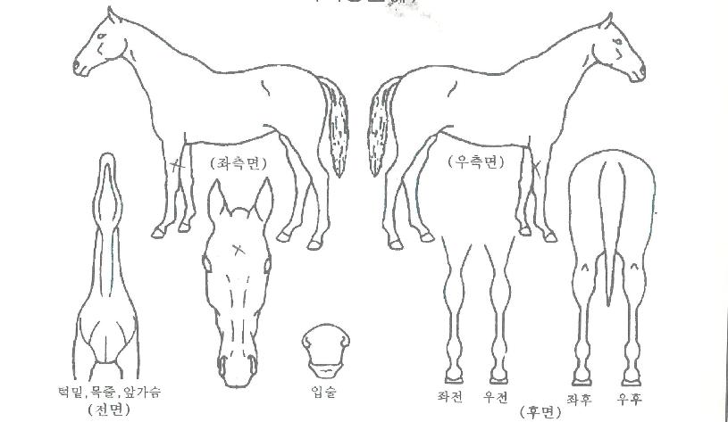 ���ϵ������ ����,���,�޸�,�λ�,�ٸ��� Ư¡����