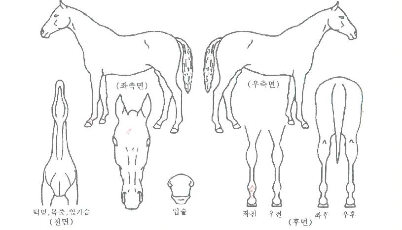 �ο������� ����,���,�޸�,�λ�,�ٸ��� Ư¡����