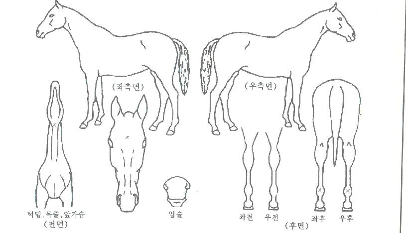 ºñ±â´×ÀÇ Ãø¸é,¿ì¸é,µÞ¸é,µÎ»ó,´Ù¸®ÀÇ Æ¯Â¡µµÇØ