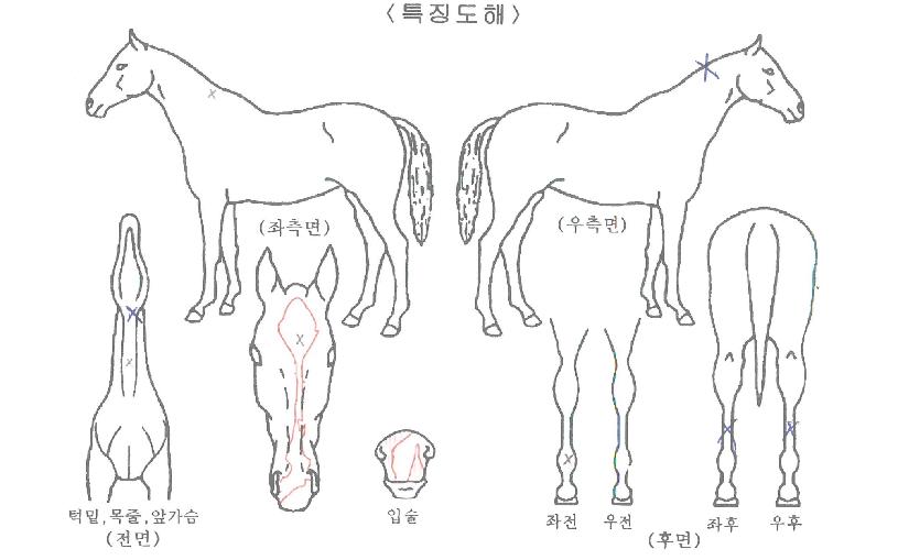 �ż��Ŀ��� ����,���,�޸�,�λ�,�ٸ��� Ư¡����