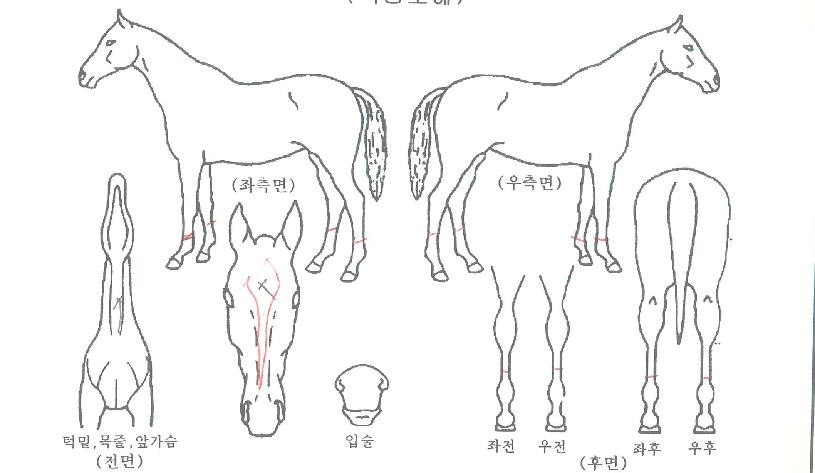 �ص��Ǻ��ڸ��� ����,���,�޸�,�λ�,�ٸ��� Ư¡����