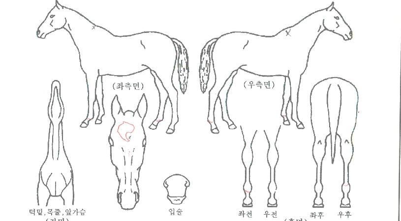 ���������� ����,���,�޸�,�λ�,�ٸ��� Ư¡����