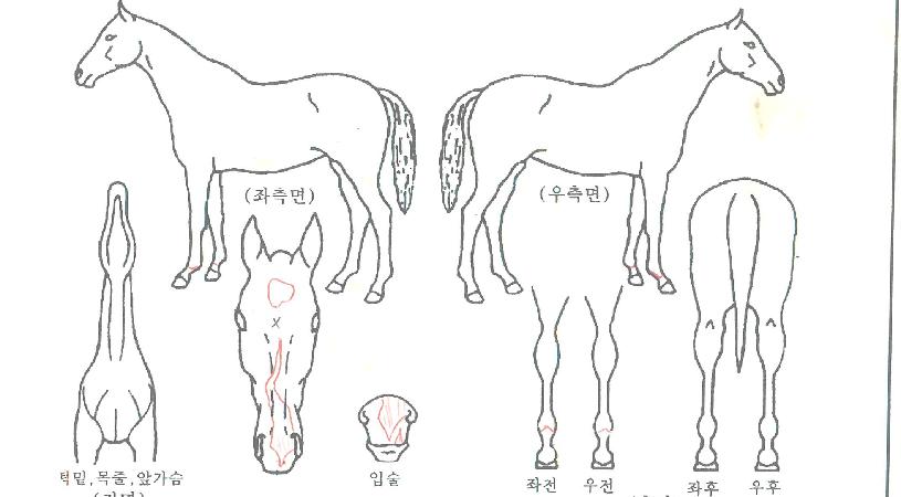 ºñ¹Ù¸®½ºÆ®ÀÇ Ãø¸é,¿ì¸é,µÞ¸é,µÎ»ó,´Ù¸®ÀÇ Æ¯Â¡µµÇØ