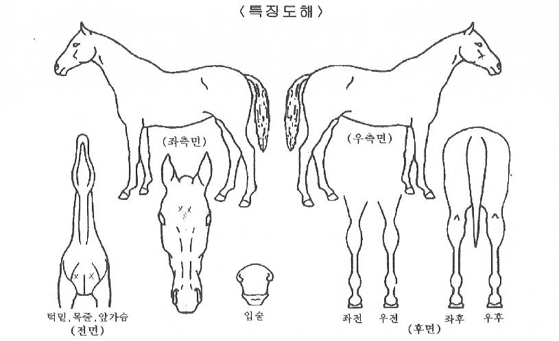 °ñµç½ºÅ¸ÀÇ Ãø¸é,¿ì¸é,µÞ¸é,µÎ»ó,´Ù¸®ÀÇ Æ¯Â¡µµÇØ