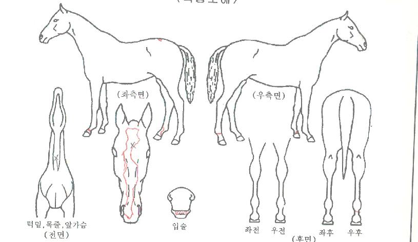 ���ڷ��̵��� ����,���,�޸�,�λ�,�ٸ��� Ư¡����