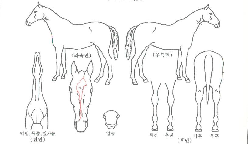 À§Ä¡Àª¸®¾ö½ºÀÚ¸¶ÀÇ Ãø¸é,¿ì¸é,µÞ¸é,µÎ»ó,´Ù¸®ÀÇ Æ¯Â¡µµÇØ