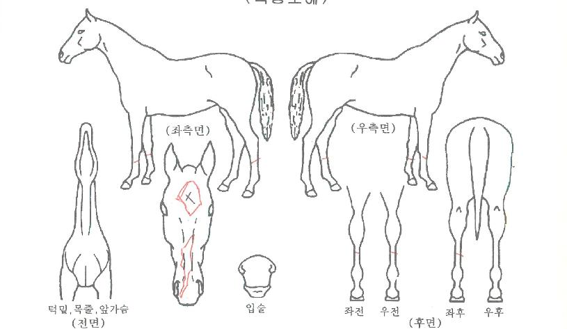 �󸮸��� ����,���,�޸�,�λ�,�ٸ��� Ư¡����