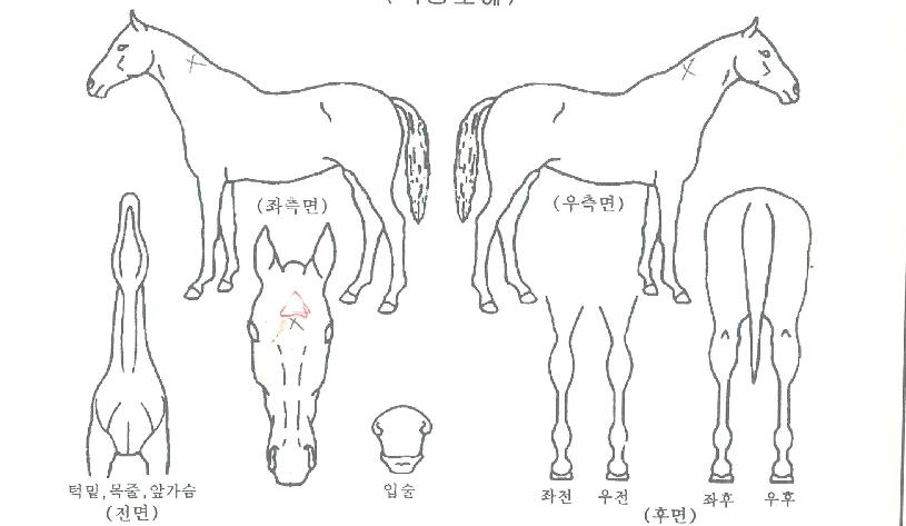 �ٺ��ڸ��� ����,���,�޸�,�λ�,�ٸ��� Ư¡����