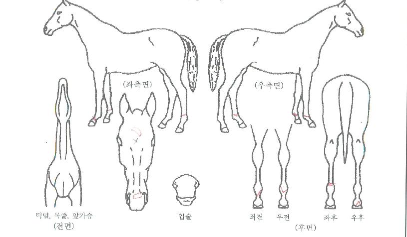 ½´ÆÛÁ¦´ÏÀÇ Ãø¸é,¿ì¸é,µÞ¸é,µÎ»ó,´Ù¸®ÀÇ Æ¯Â¡µµÇØ