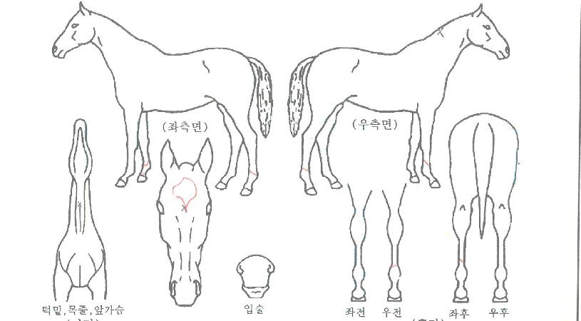 �����Ǽ����� ����,���,�޸�,�λ�,�ٸ��� Ư¡����