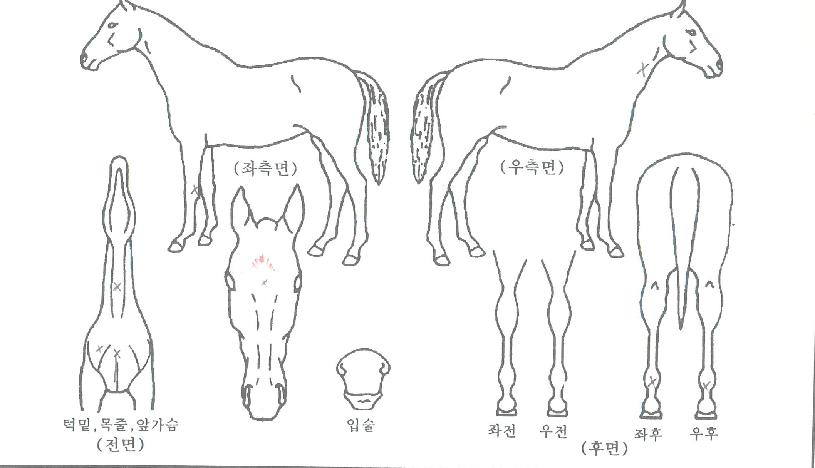 �۽�Ʈ������ ����,���,�޸�,�λ�,�ٸ��� Ư¡����