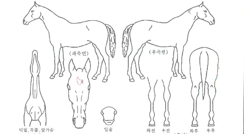 ¹éº£À̵ñ½ÃÀÚ¸¶ÀÇ Ãø¸é,¿ì¸é,µÞ¸é,µÎ»ó,´Ù¸®ÀÇ Æ¯Â¡µµÇØ