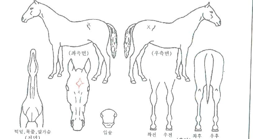 ÆÄ¿öÀ©µåÀÇ Ãø¸é,¿ì¸é,µÞ¸é,µÎ»ó,´Ù¸®ÀÇ Æ¯Â¡µµÇØ