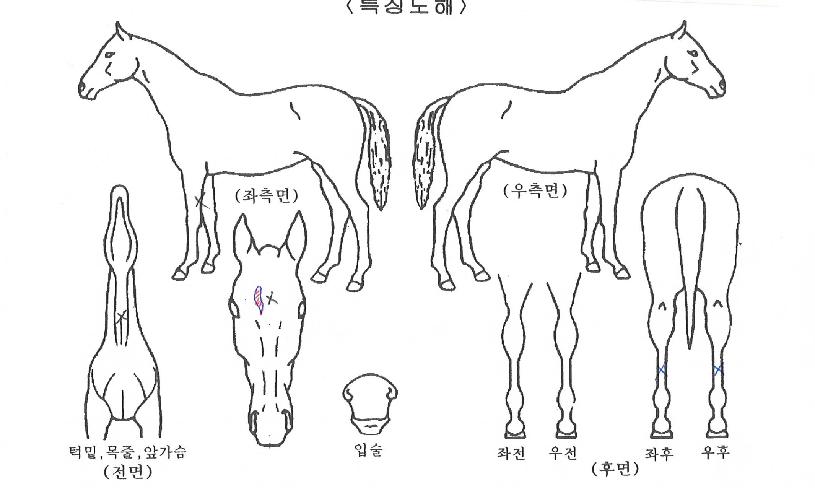 ³ª¿ìÄýÀÇ Ãø¸é,¿ì¸é,µÞ¸é,µÎ»ó,´Ù¸®ÀÇ Æ¯Â¡µµÇØ