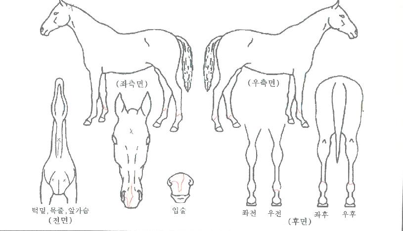 ������ ����,���,�޸�,�λ�,�ٸ��� Ư¡����