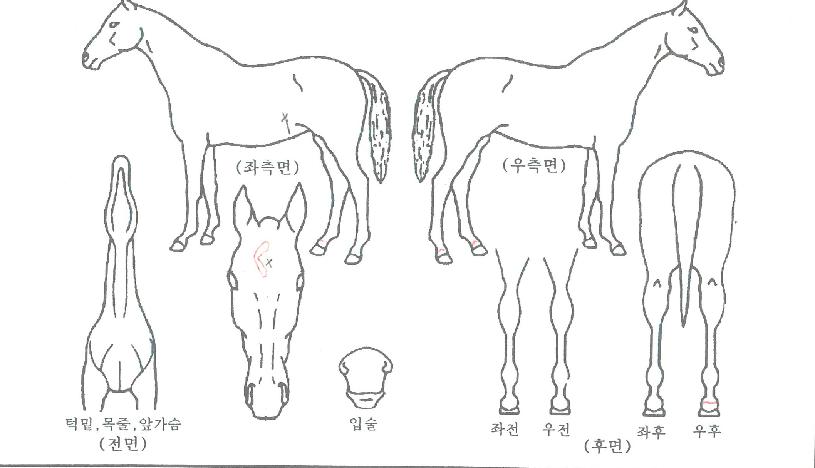ºñºÀ¸¶·çÀÇ Ãø¸é,¿ì¸é,µÞ¸é,µÎ»ó,´Ù¸®ÀÇ Æ¯Â¡µµÇØ