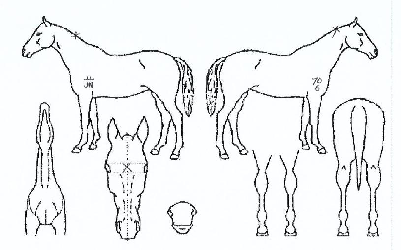 �޵�ġ���� ����,���,�޸�,�λ�,�ٸ��� Ư¡����