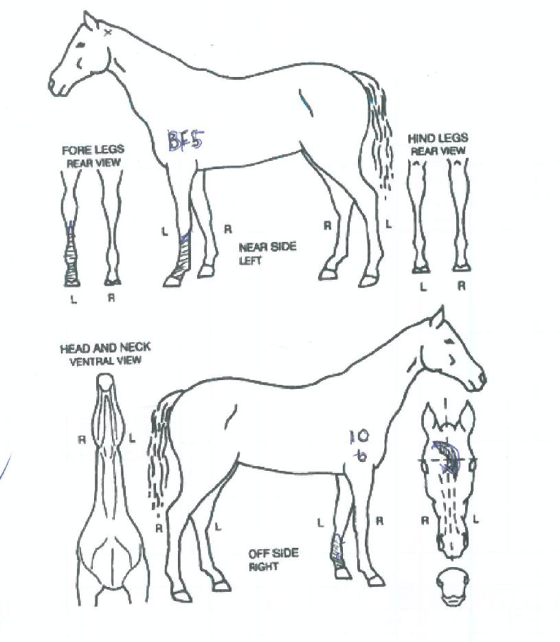 ¿¤¸®Æ®·¹¿ÀÀÇ Ãø¸é,¿ì¸é,µÞ¸é,µÎ»ó,´Ù¸®ÀÇ Æ¯Â¡µµÇØ