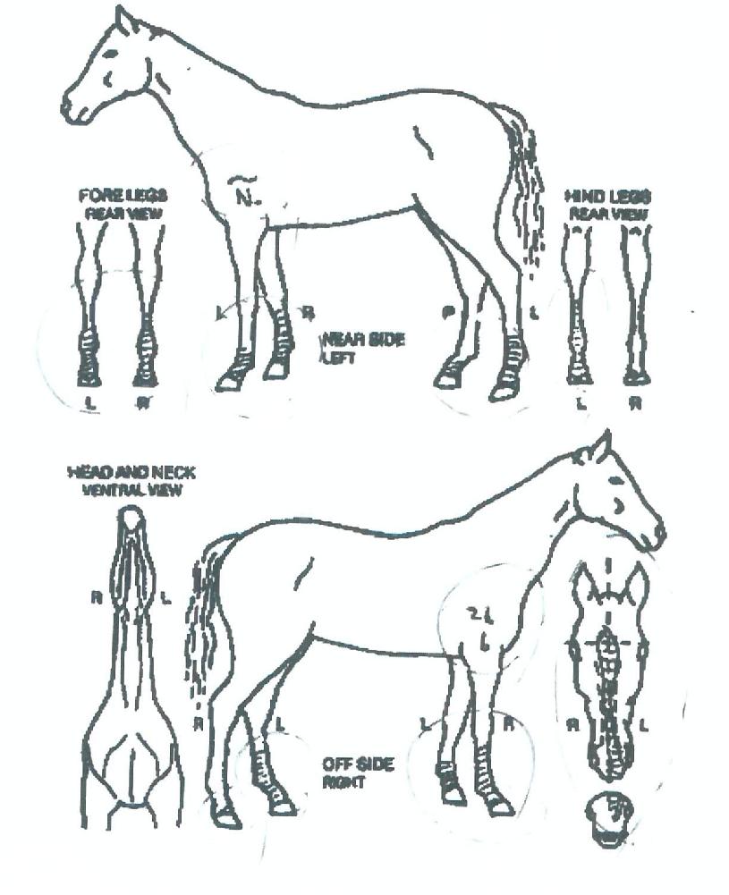 ¿µ±¤ÀǰñµåÀÇ Ãø¸é,¿ì¸é,µÞ¸é,µÎ»ó,´Ù¸®ÀÇ Æ¯Â¡µµÇØ