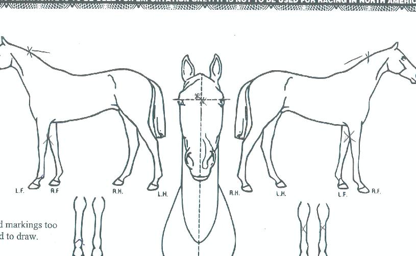 ����è�Ǿ��� ����,���,�޸�,�λ�,�ٸ��� Ư¡����