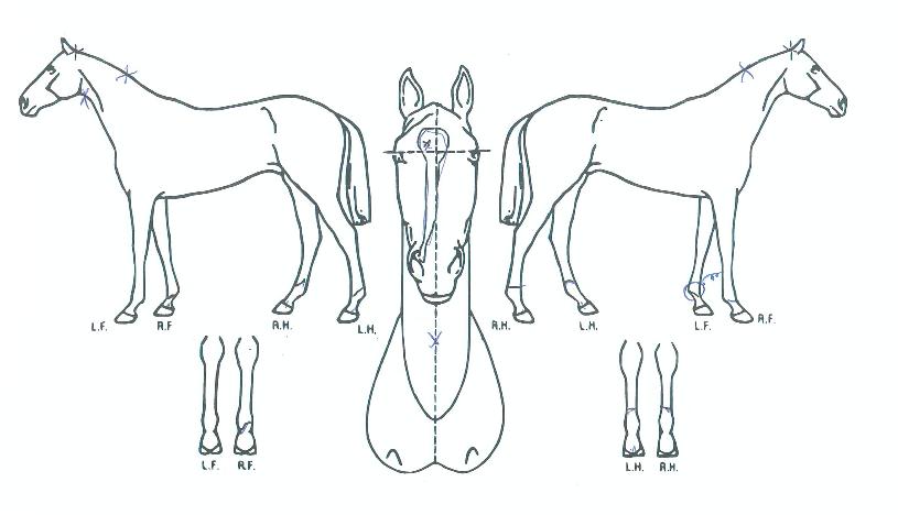 °³²¸ÇÀÇ Ãø¸é,¿ì¸é,µÞ¸é,µÎ»ó,´Ù¸®ÀÇ Æ¯Â¡µµÇØ