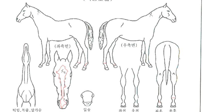 �������� ����,���,�޸�,�λ�,�ٸ��� Ư¡����