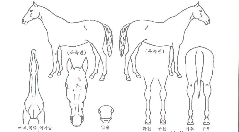 ��ε�ŷ�� ����,���,�޸�,�λ�,�ٸ��� Ư¡����