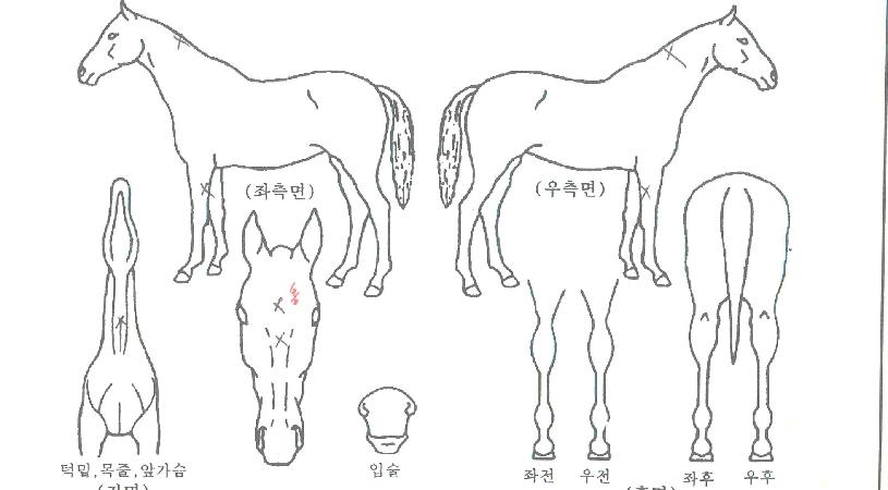 ºí·¢ÂüÀÇ Ãø¸é,¿ì¸é,µÞ¸é,µÎ»ó,´Ù¸®ÀÇ Æ¯Â¡µµÇØ