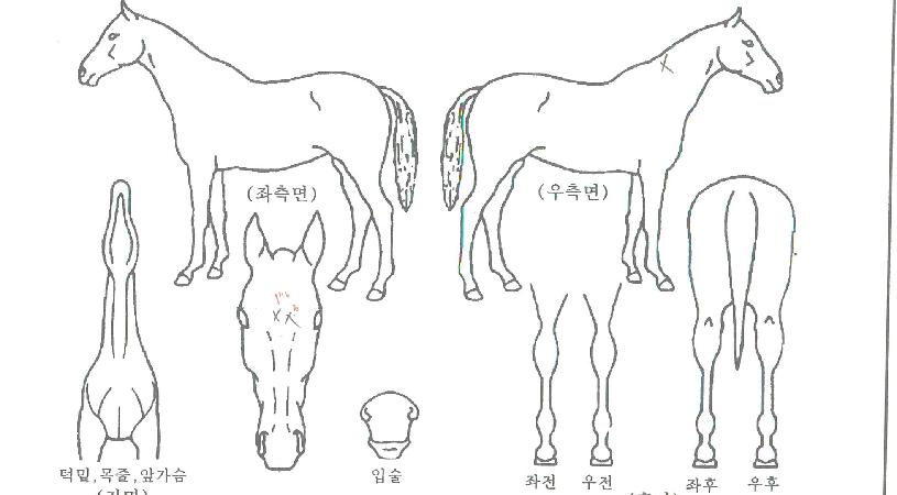 ½ºÆ÷Æ®¶óÀÌÆ®ÀÇ Ãø¸é,¿ì¸é,µÞ¸é,µÎ»ó,´Ù¸®ÀÇ Æ¯Â¡µµÇØ