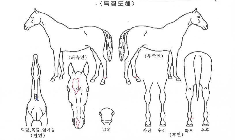 ¿¥Á¦À̵¹Ç³ÀÇ Ãø¸é,¿ì¸é,µÞ¸é,µÎ»ó,´Ù¸®ÀÇ Æ¯Â¡µµÇØ