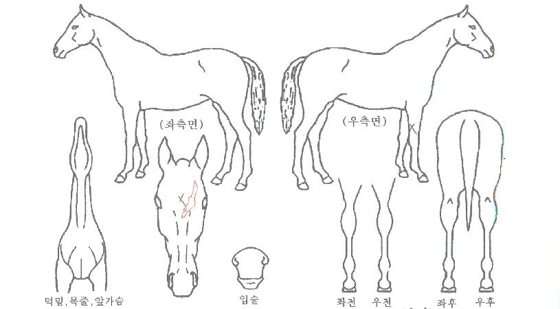 ½ÃÅ©¸´º¸½ºÀÇ Ãø¸é,¿ì¸é,µÞ¸é,µÎ»ó,´Ù¸®ÀÇ Æ¯Â¡µµÇØ