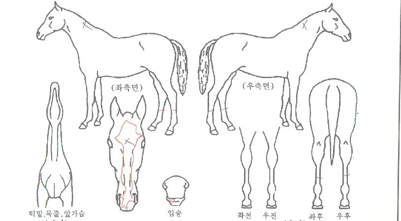 ¾Æµ¨³ª·¡ÀÇ Ãø¸é,¿ì¸é,µÞ¸é,µÎ»ó,´Ù¸®ÀÇ Æ¯Â¡µµÇØ