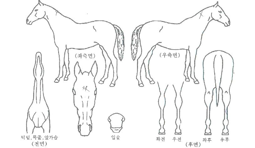 �׷���Ĺ�� ����,���,�޸�,�λ�,�ٸ��� Ư¡����
