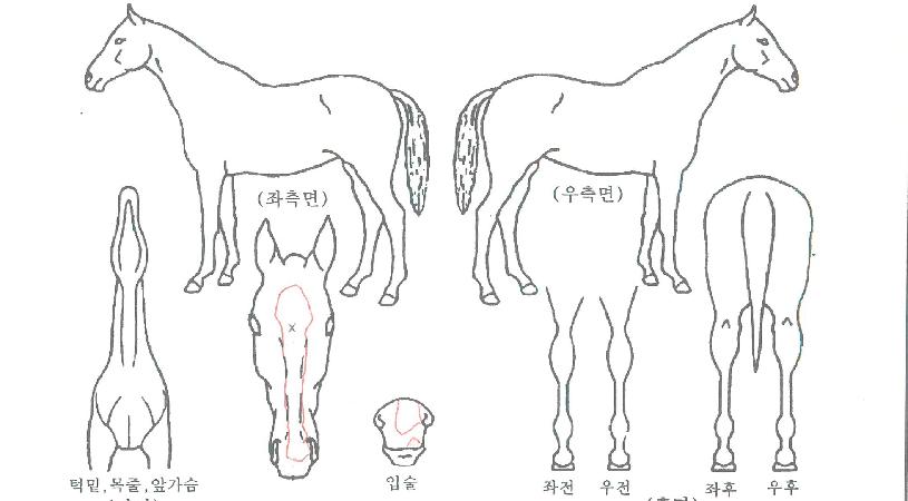 �ѹ߾ռ��� ����,���,�޸�,�λ�,�ٸ��� Ư¡����