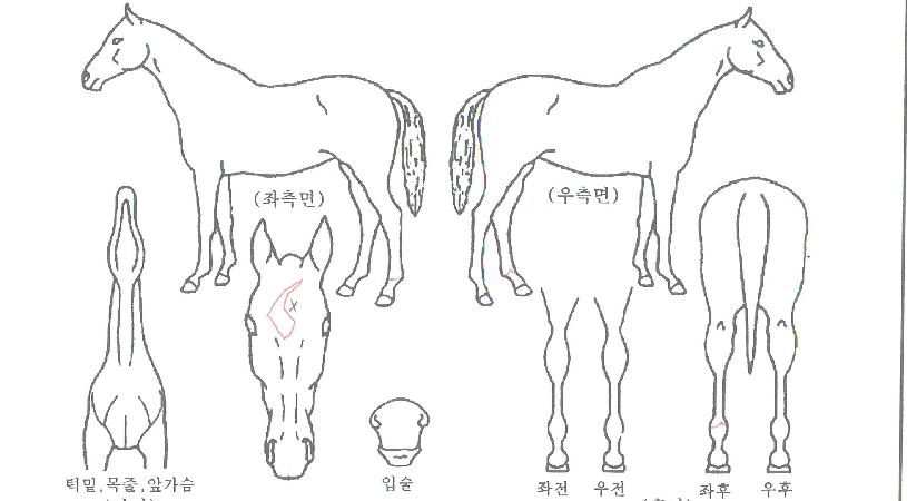 �ְ���ǰ�� ����,���,�޸�,�λ�,�ٸ��� Ư¡����