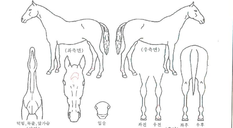 ����ڸ��� ����,���,�޸�,�λ�,�ٸ��� Ư¡����