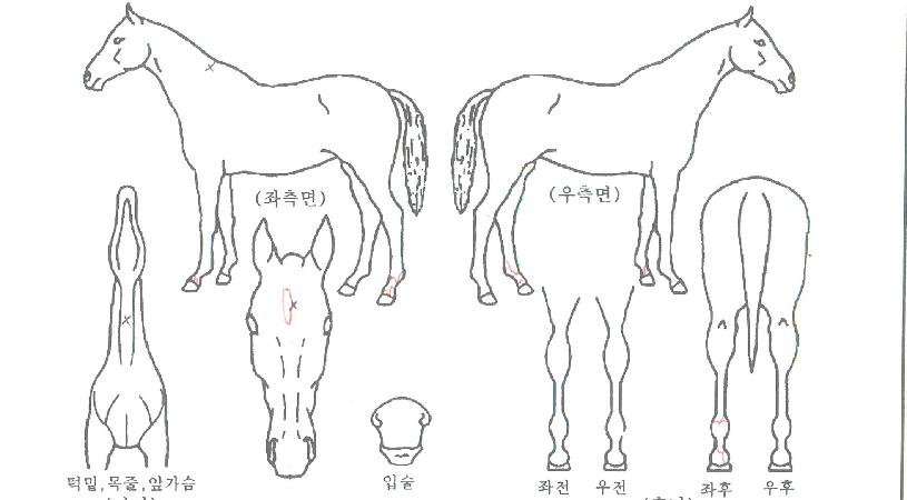 ºí·¢ÅºÀÚ¸¶ÀÇ Ãø¸é,¿ì¸é,µÞ¸é,µÎ»ó,´Ù¸®ÀÇ Æ¯Â¡µµÇØ