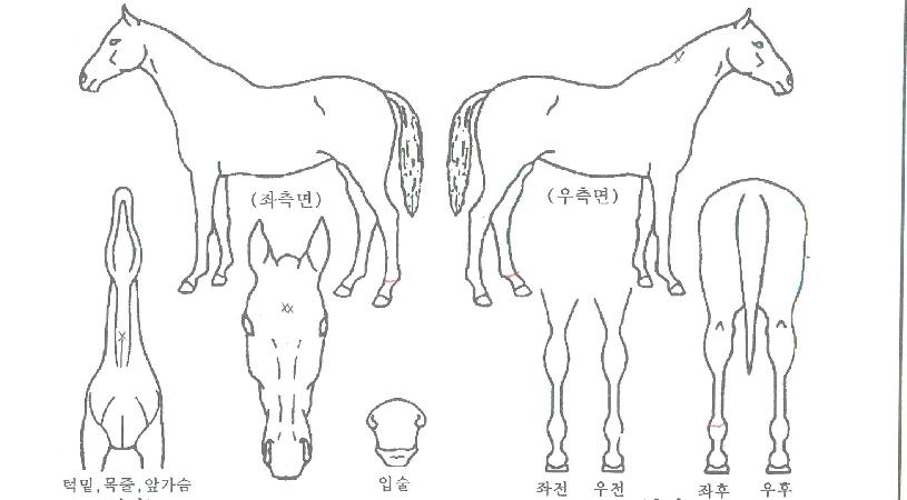 ¸á·ÎµðÄýÀÇ Ãø¸é,¿ì¸é,µÞ¸é,µÎ»ó,´Ù¸®ÀÇ Æ¯Â¡µµÇØ