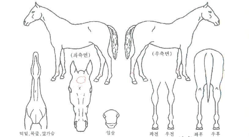 �ϸ������ڸ��� ����,���,�޸�,�λ�,�ٸ��� Ư¡����