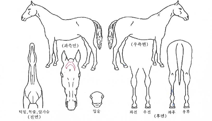ijġÂüÀÇ Ãø¸é,¿ì¸é,µÞ¸é,µÎ»ó,´Ù¸®ÀÇ Æ¯Â¡µµÇØ