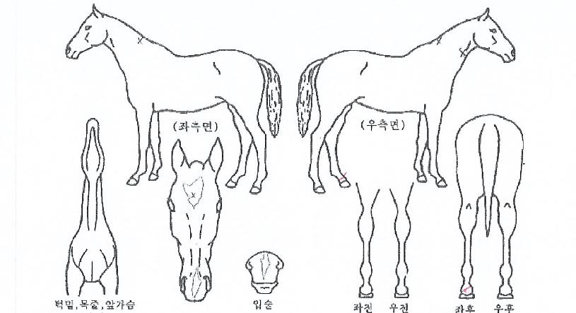 ��ġ������ ����,���,�޸�,�λ�,�ٸ��� Ư¡����