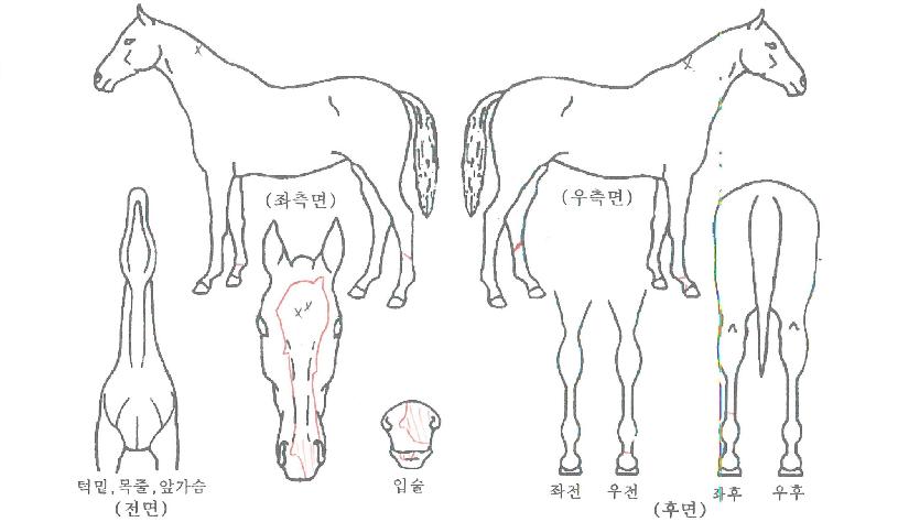 �۸����� ����,���,�޸�,�λ�,�ٸ��� Ư¡����