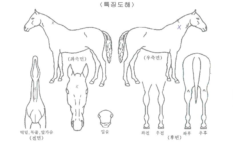 �̽����ǵ��� ����,���,�޸�,�λ�,�ٸ��� Ư¡����