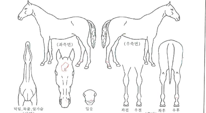 �ݾƽŽ�ƿ���� ����,���,�޸�,�λ�,�ٸ��� Ư¡����