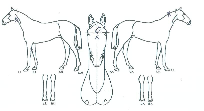 Á¡ÇÁºí·¹À̵åÀÇ Ãø¸é,¿ì¸é,µÞ¸é,µÎ»ó,´Ù¸®ÀÇ Æ¯Â¡µµÇØ