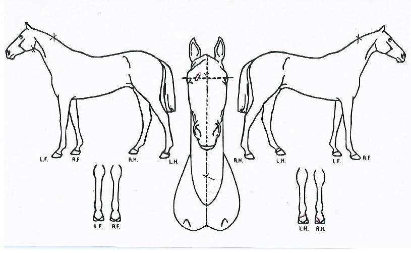 Ȳ±Ý·ÎµåÀÇ Ãø¸é,¿ì¸é,µÞ¸é,µÎ»ó,´Ù¸®ÀÇ Æ¯Â¡µµÇØ