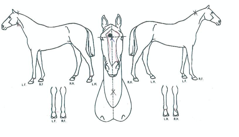 ��ٸ��������� ����,���,�޸�,�λ�,�ٸ��� Ư¡����