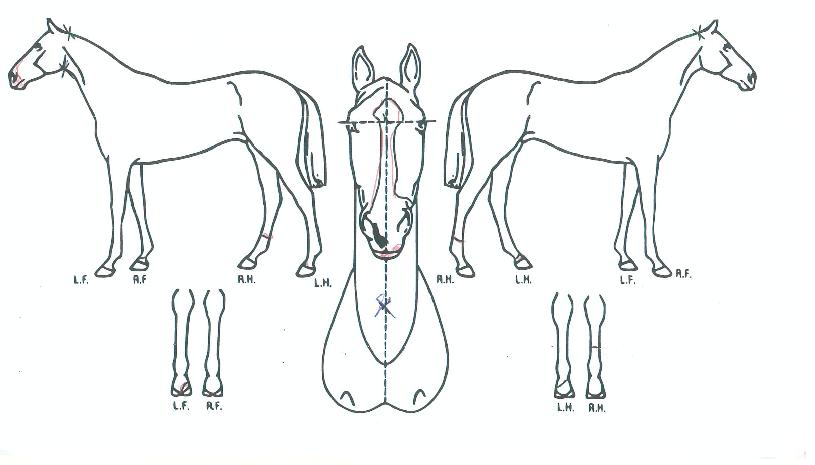 ������Ʈ�� ����,���,�޸�,�λ�,�ٸ��� Ư¡����