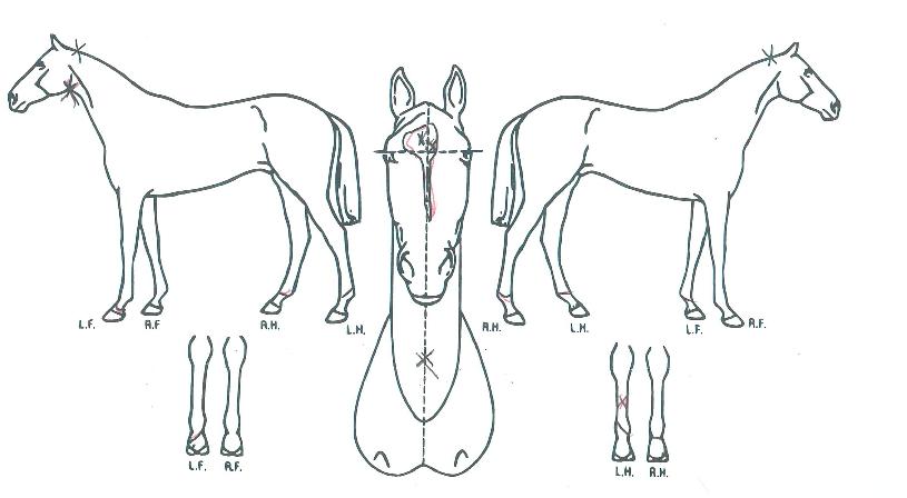 ũ��������Ÿ�� ����,���,�޸�,�λ�,�ٸ��� Ư¡����