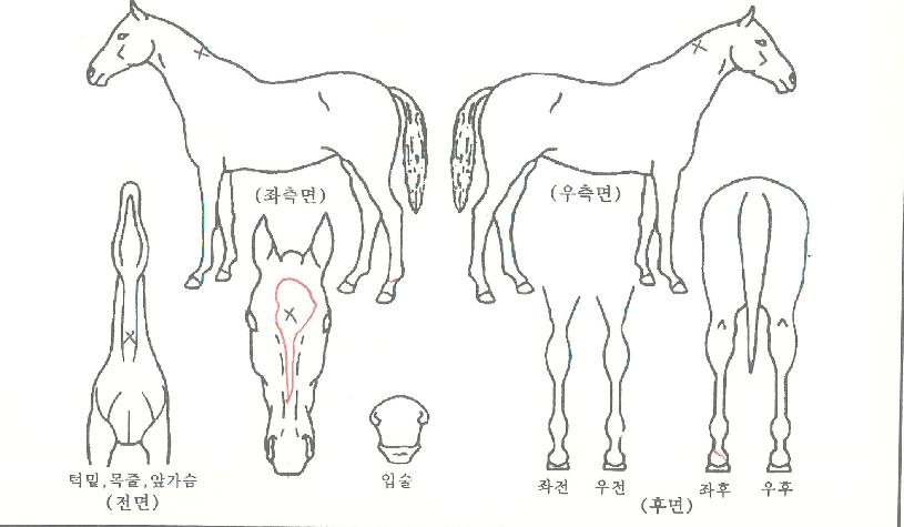 ���׳������� ����,���,�޸�,�λ�,�ٸ��� Ư¡����